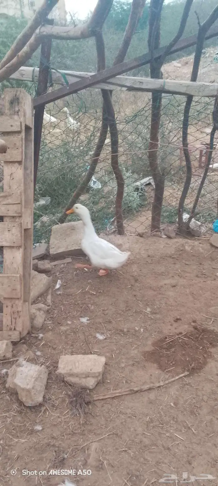 ذكر بط بكيني للبدل بدجاجه مع عيالها 5