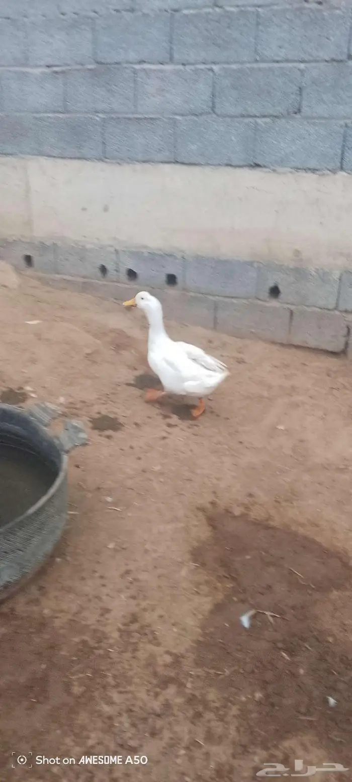 ذكر بط بكيني للبدل بدجاجه مع عيالها 6
