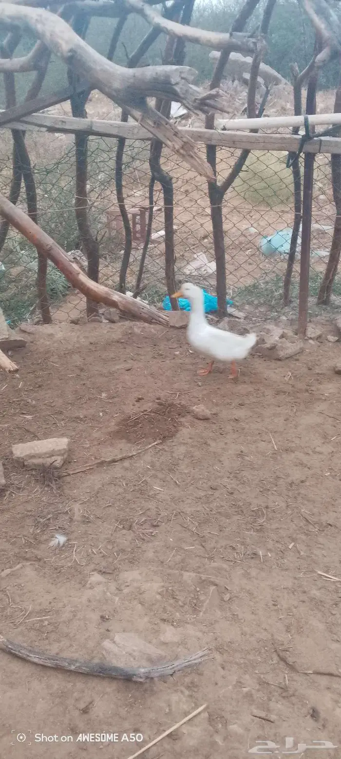 ذكر بط بكيني للبدل بدجاجه مع عيالها 7