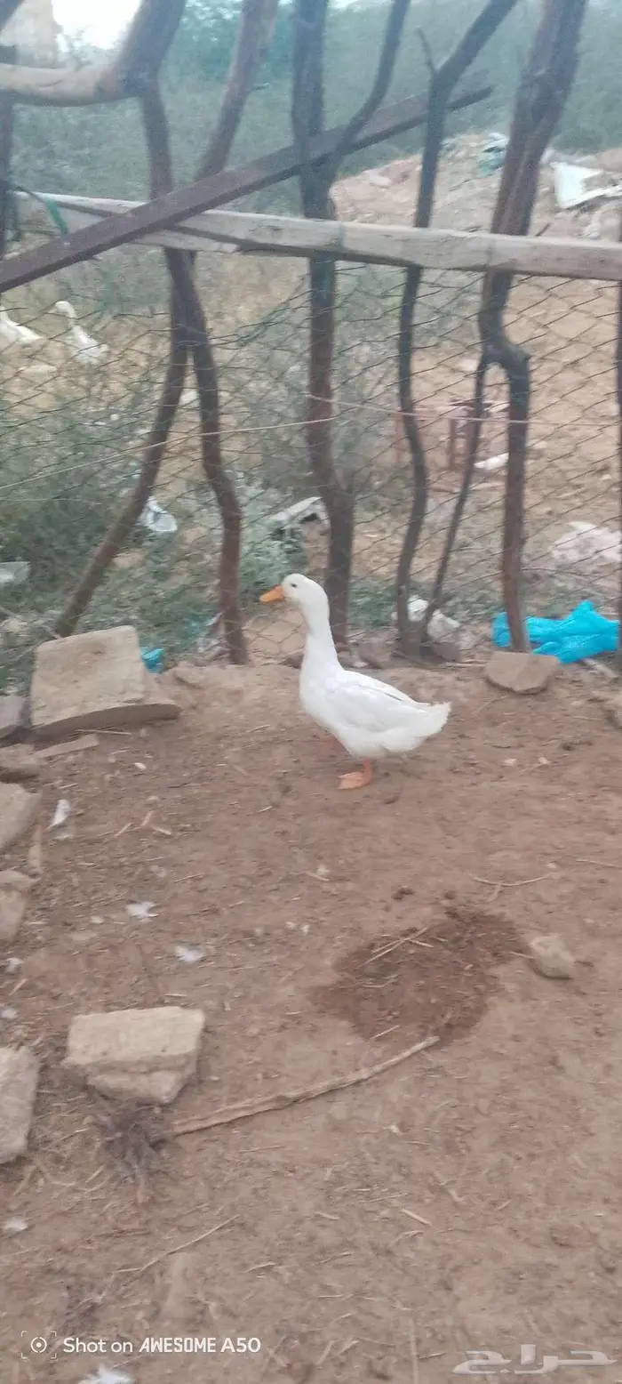ذكر بط بكيني للبدل بدجاجه مع عيالها 8