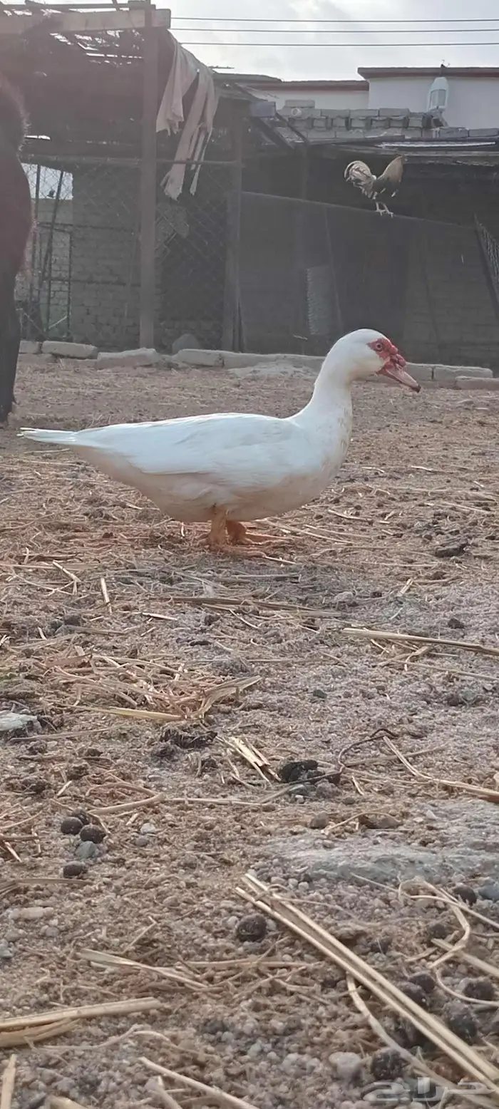 بط بلدي او مسكوفي للبيع 3