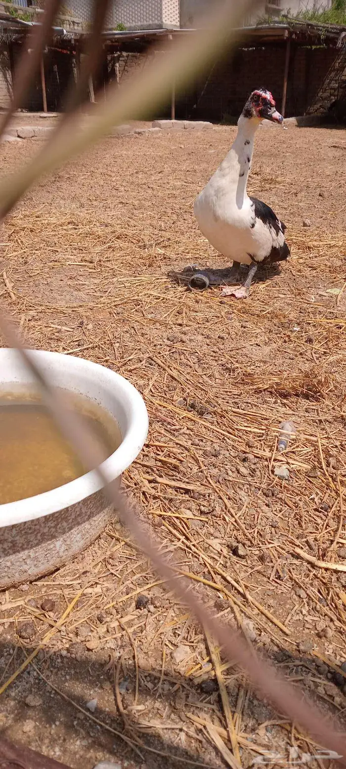 بط بلدي او مسكوفي للبيع 4