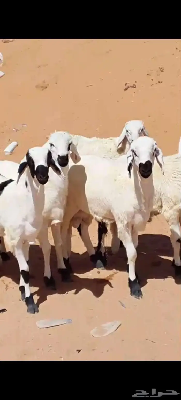 جذعان سواكن طيبات مرباه 0
