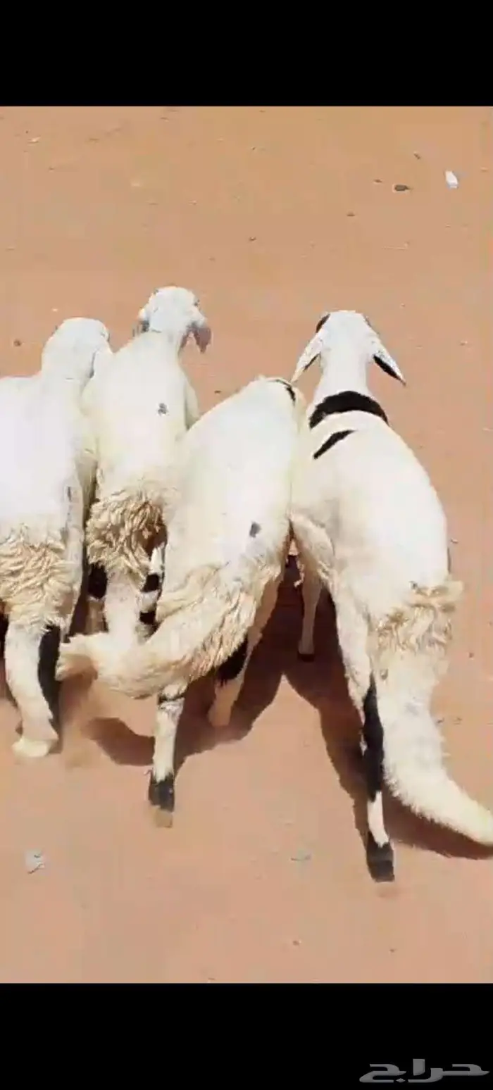 جذعان سواكن طيبات مرباه 3