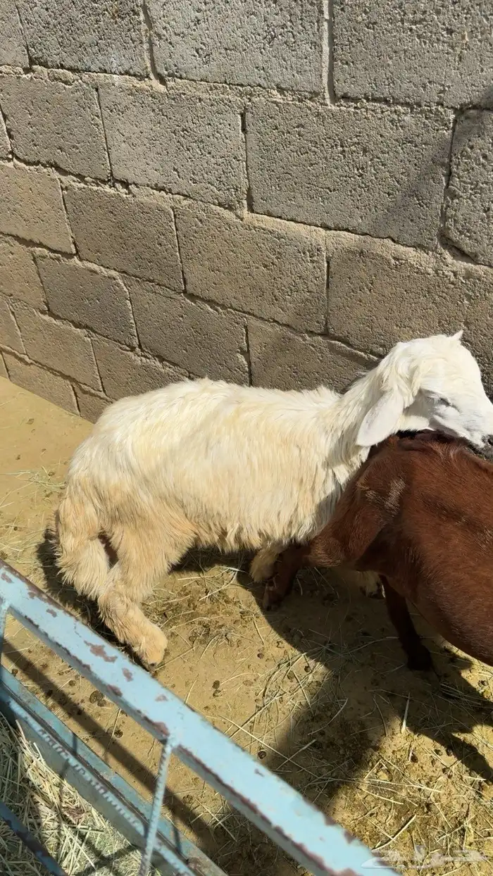 4 طليان للبيع 4