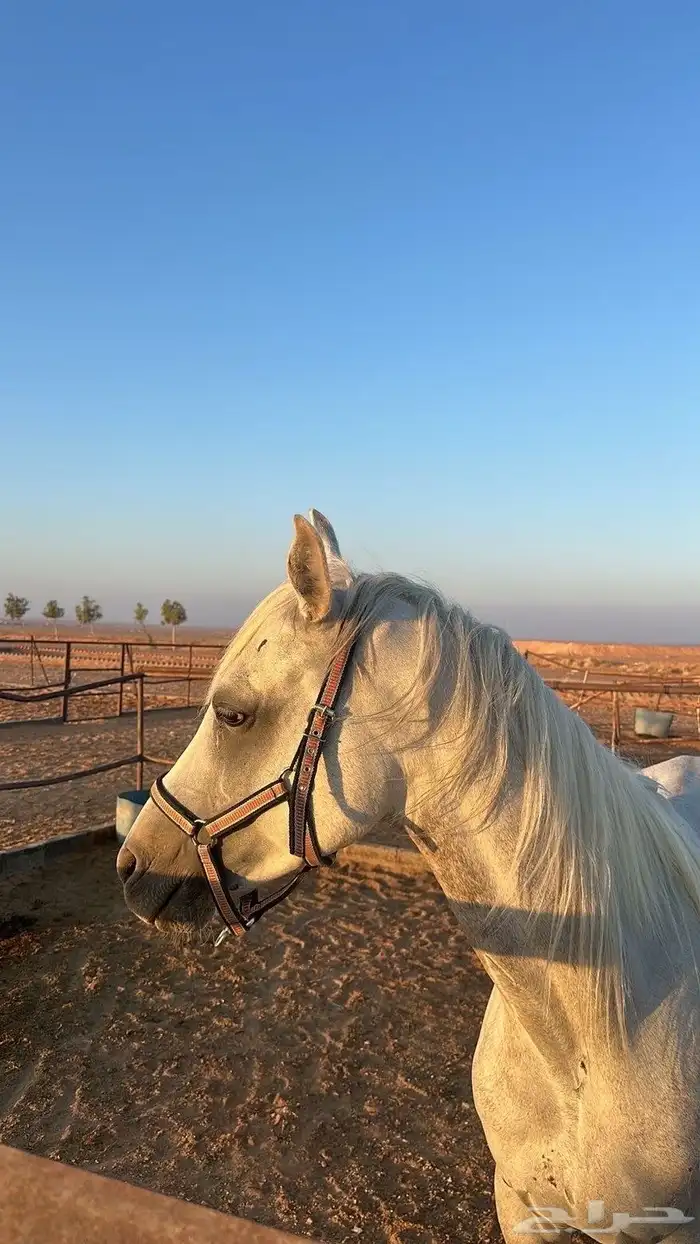 خيل 2