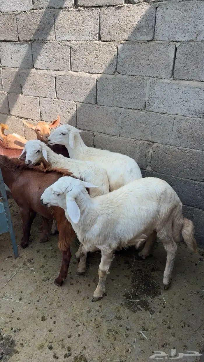 4 طليان للبيع 6