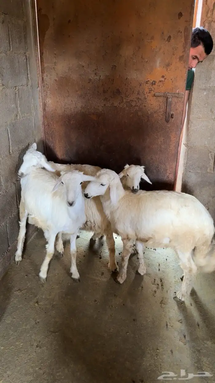 4 طليان للبيع 0