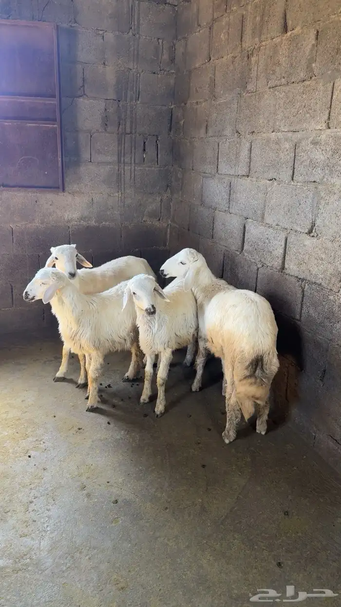 4 طليان للبيع 2