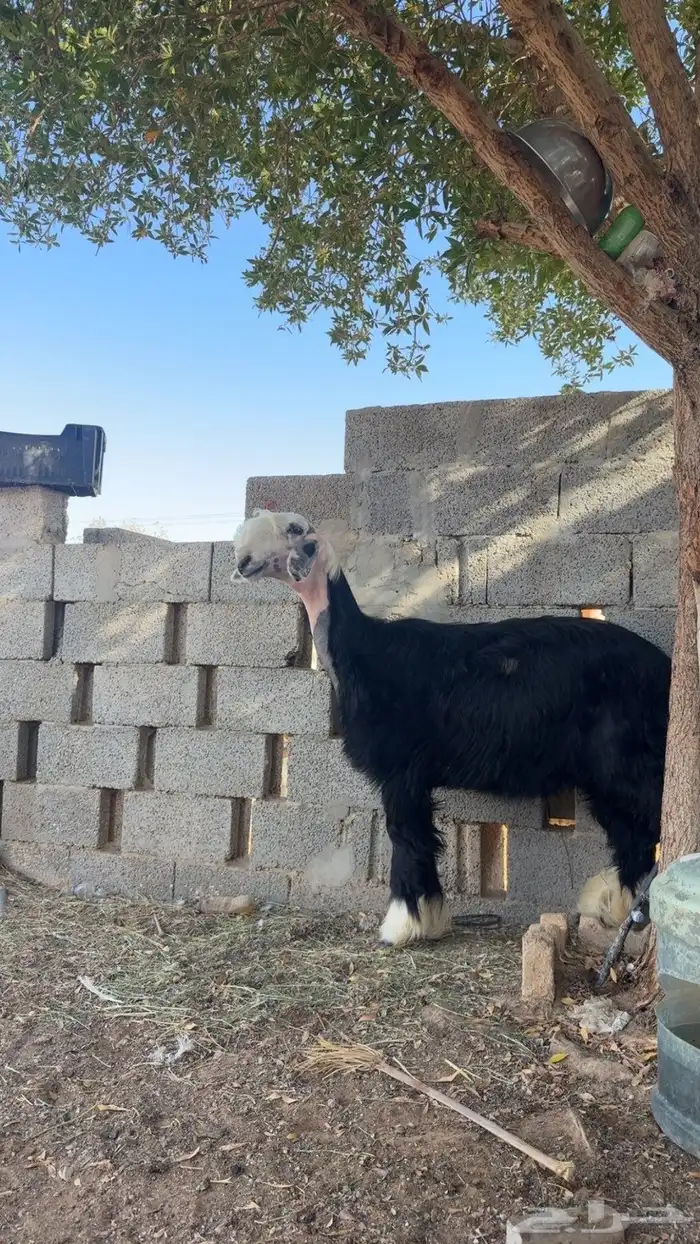 نجديه 0
