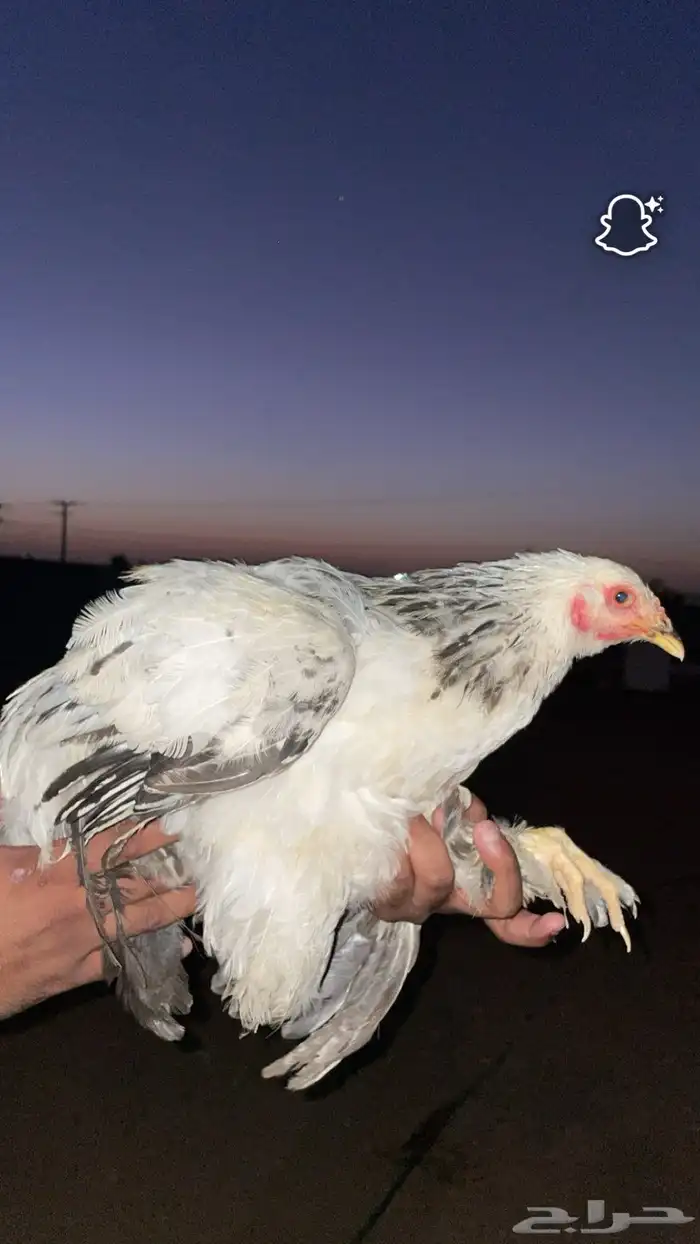دجاج براهما وعربي 0