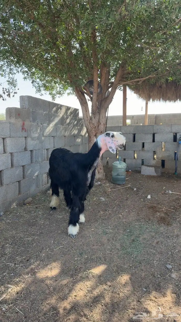 نجديه 2