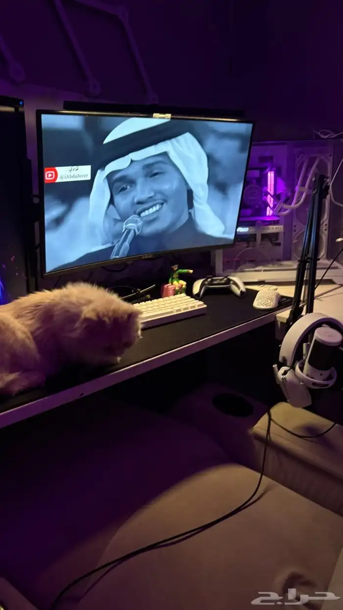 قطة للتبني 3