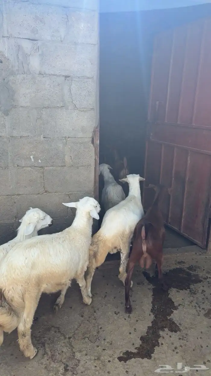 4 طليان للبيع 7