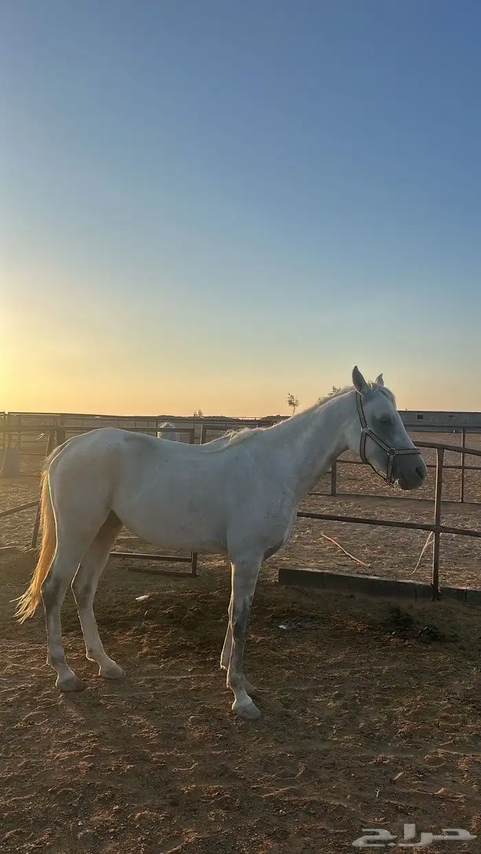 خيل 4