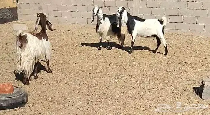 معزا مشاريك 1