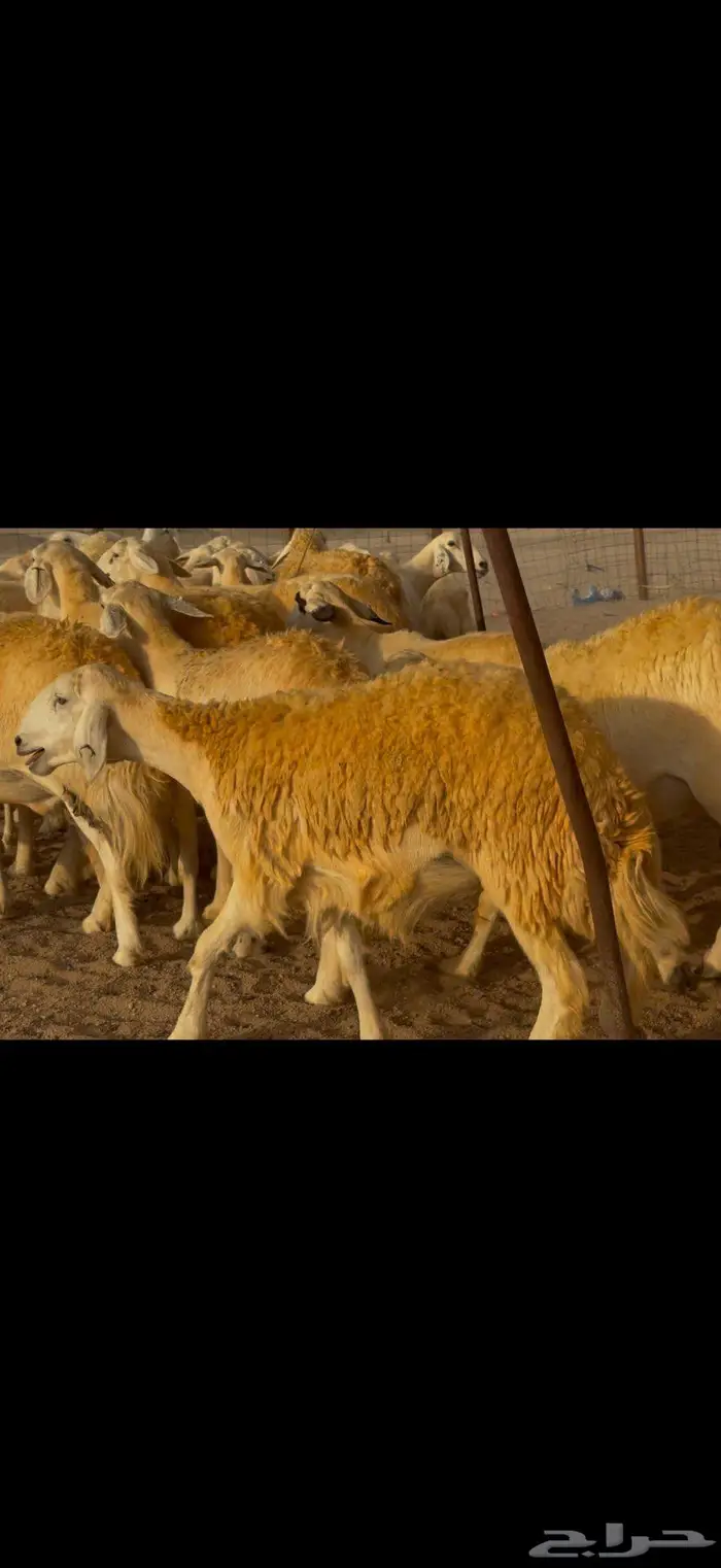 غنم حريات صنف جروم مراح ضغط عالي 1