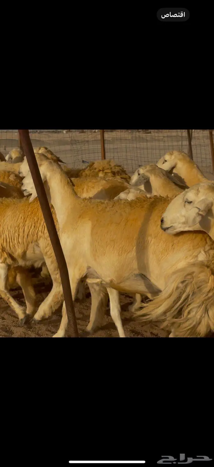 غنم حريات صنف جروم مراح ضغط عالي 11