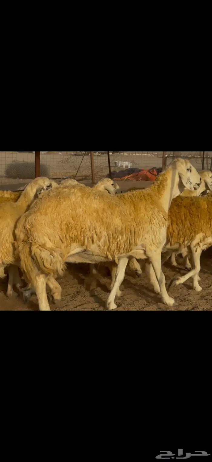 غنم حريات صنف جروم مراح ضغط عالي 10