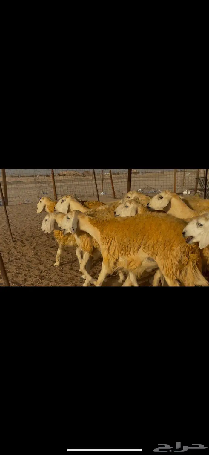 غنم حريات صنف جروم مراح ضغط عالي 9