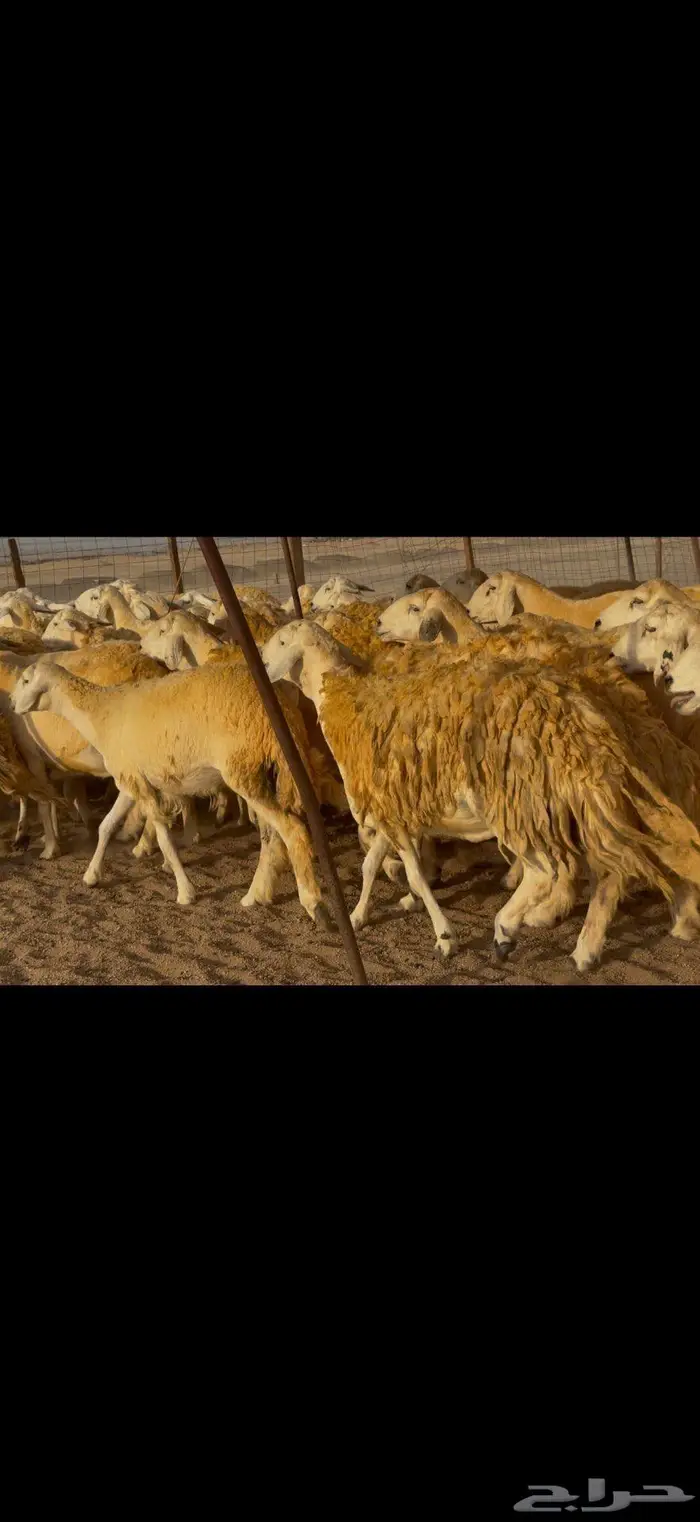 غنم حريات صنف جروم مراح ضغط عالي 14