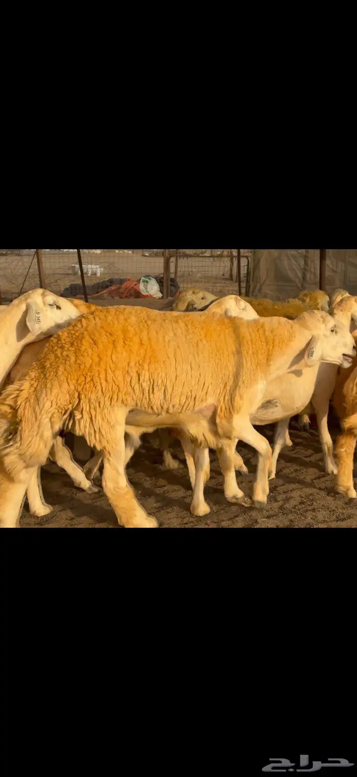 غنم حريات صنف جروم مراح ضغط عالي 6