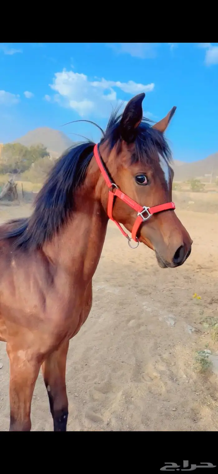 مهره عربيه ورق 1