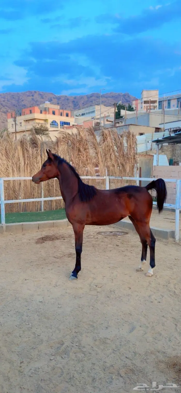 مهره عربيه ورق 3
