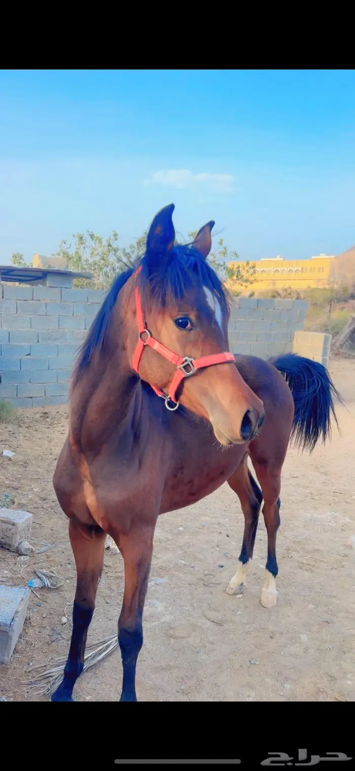 مهره عربيه ورق 0