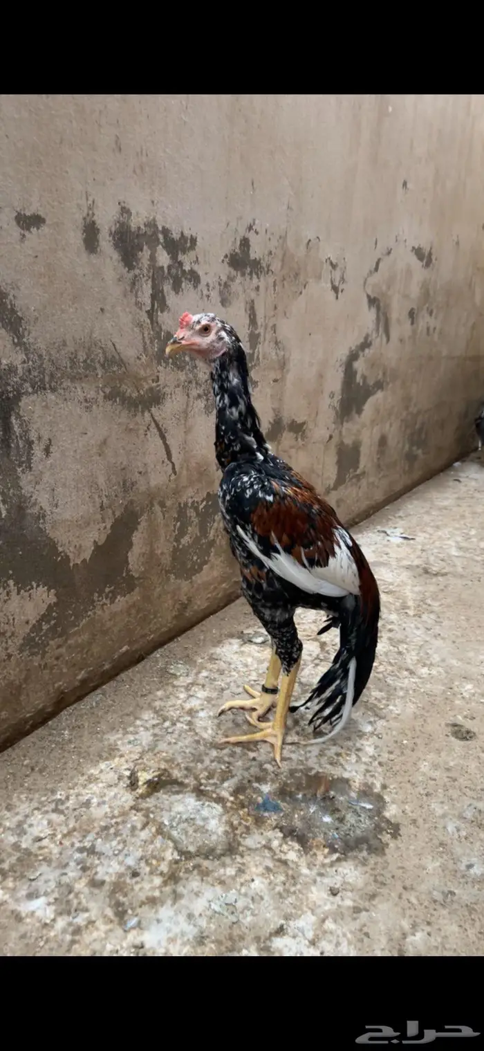 فرخ سندي صافي 0