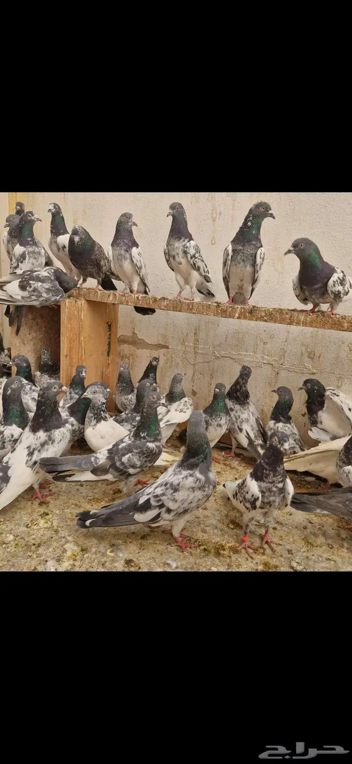 حمام باكستاني 0