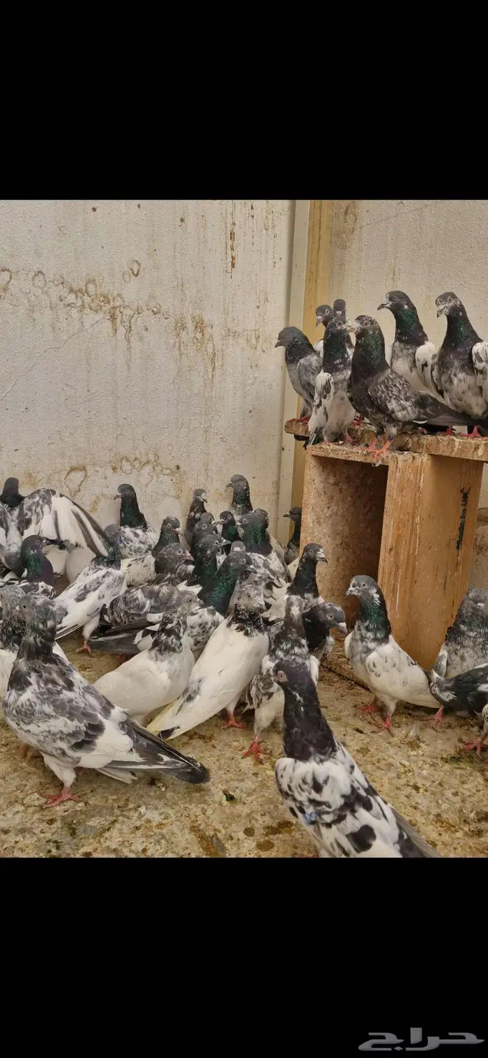 حمام باكستاني 3