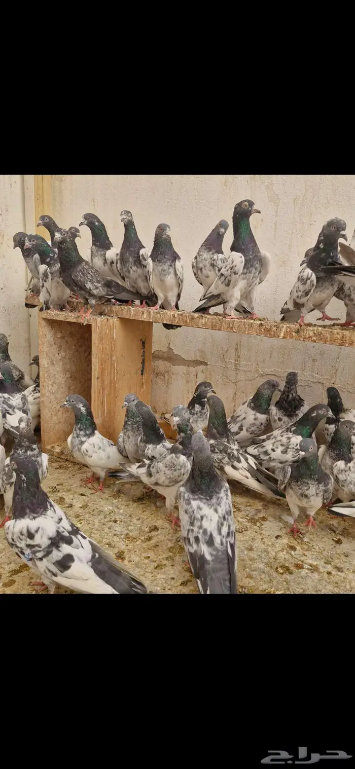 حمام باكستاني 2