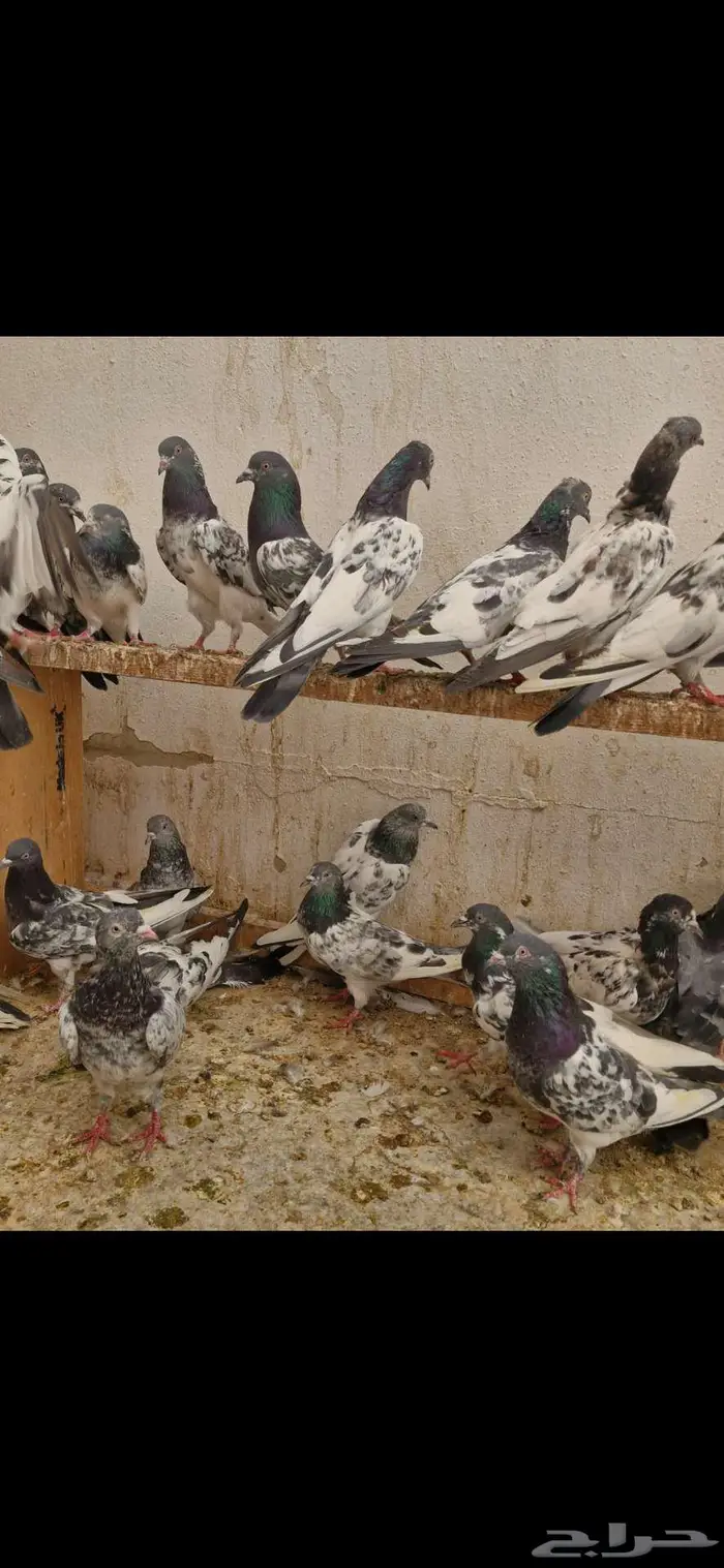 حمام باكستاني 7