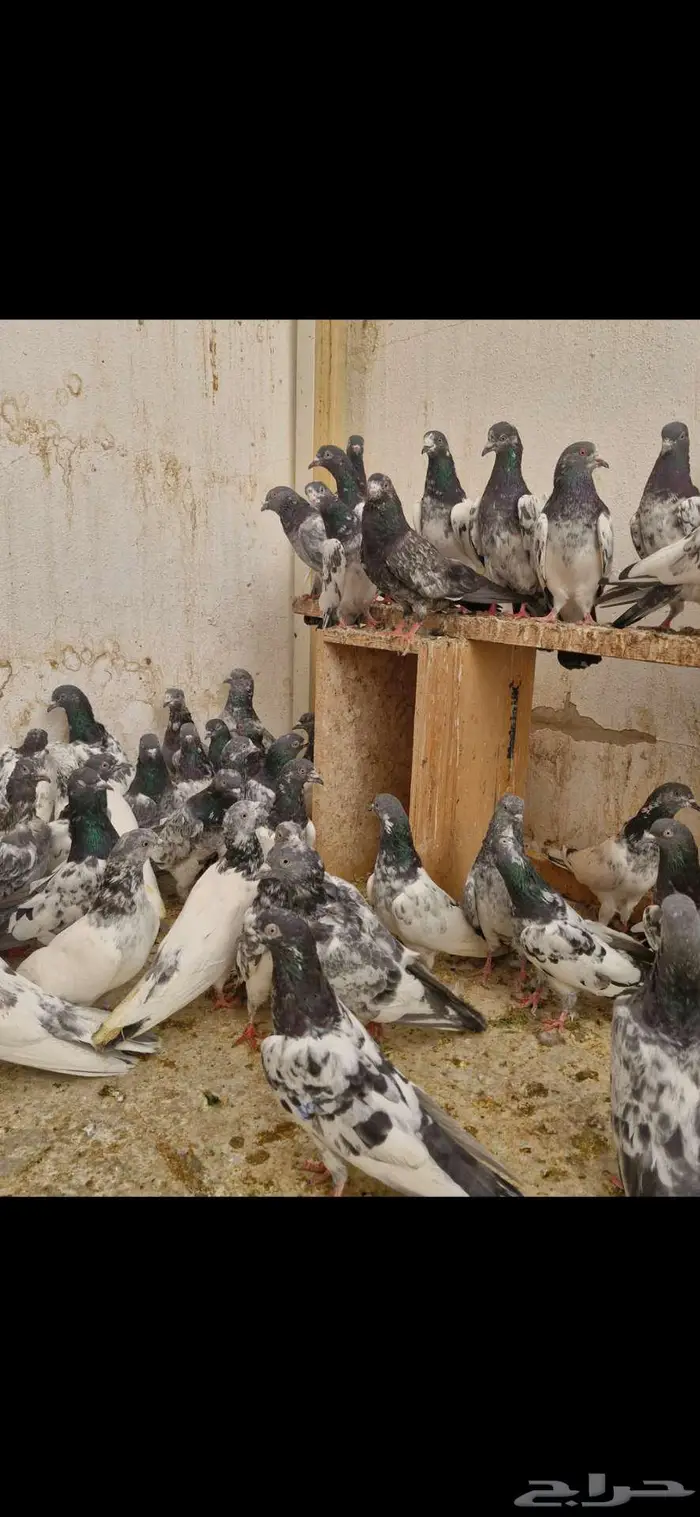حمام باكستاني 11
