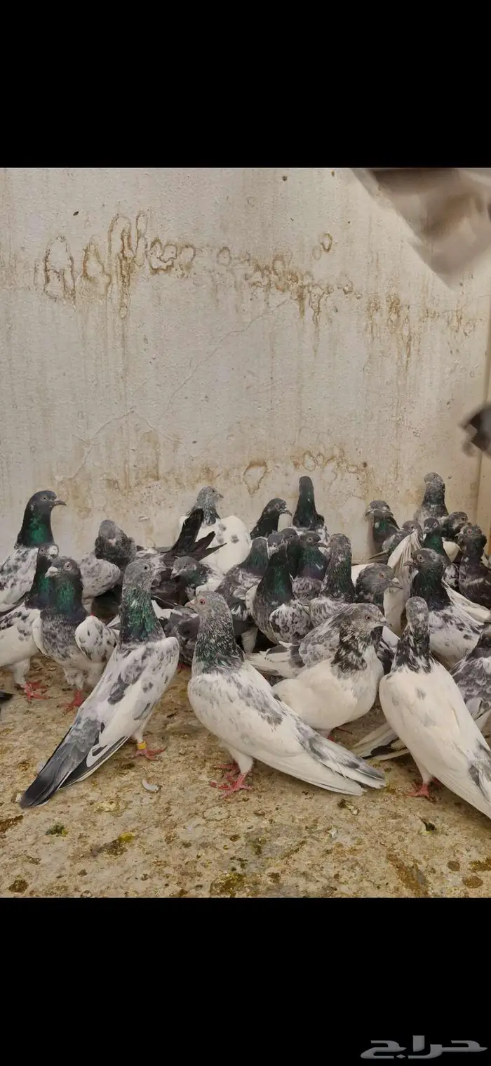 حمام باكستاني 10