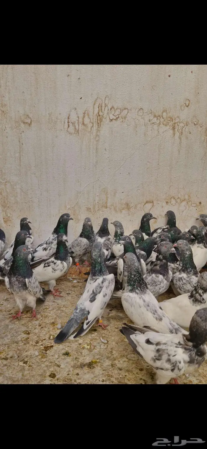 حمام باكستاني 6