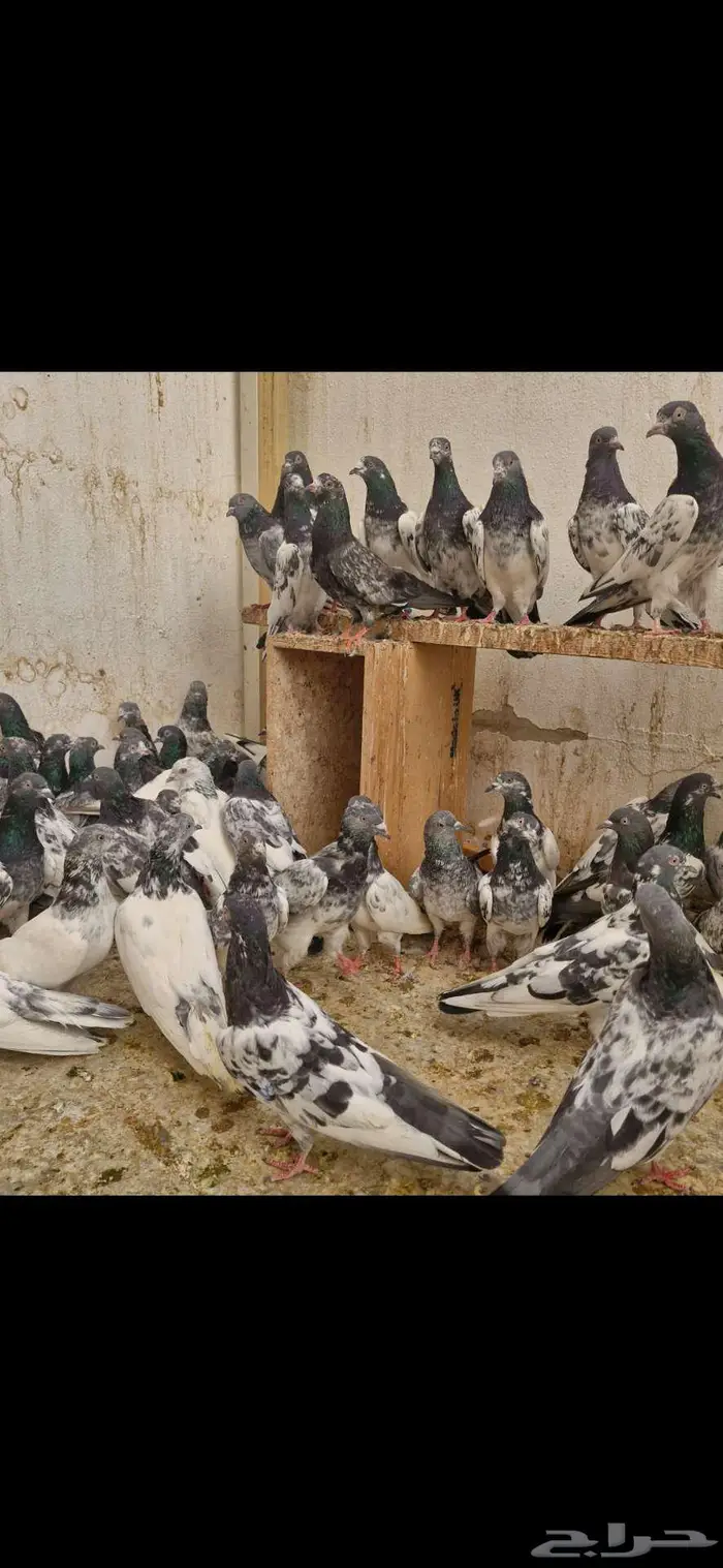 حمام باكستاني 8