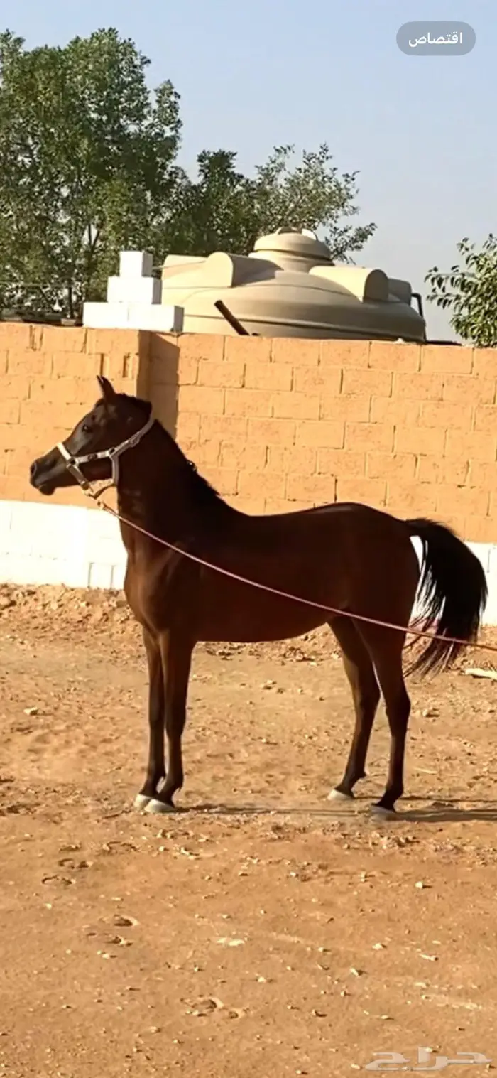 مهرتين واهو 1