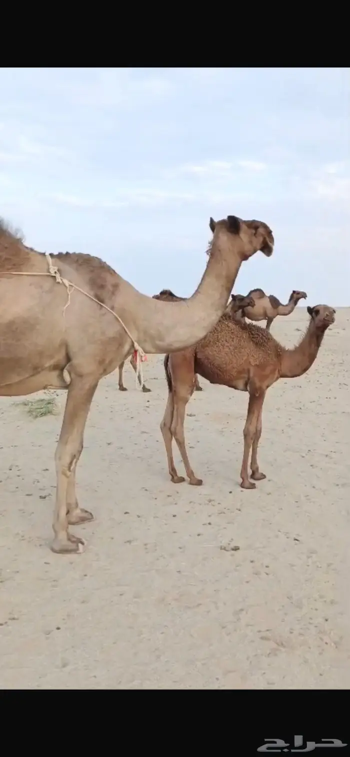 ضريبة للييع 0