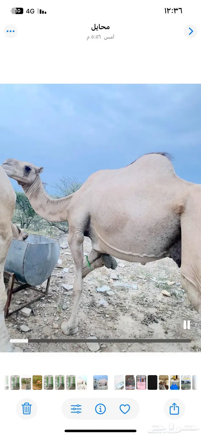 محايل 0