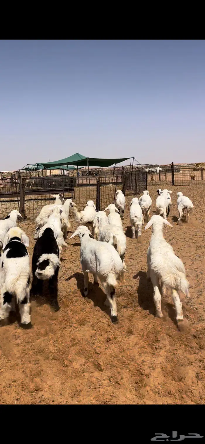 عرضين هرافى طيبه 1