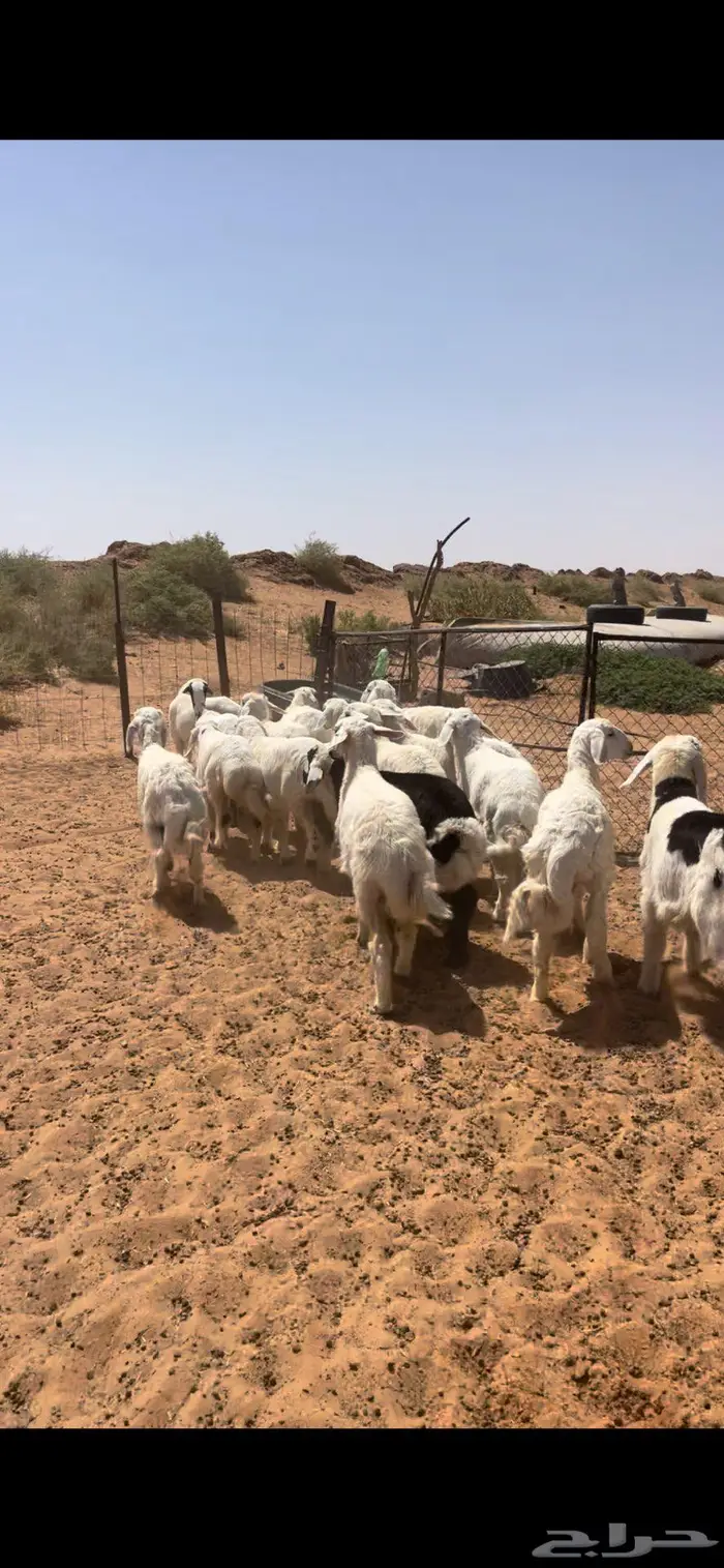 عرضين هرافى طيبه 0