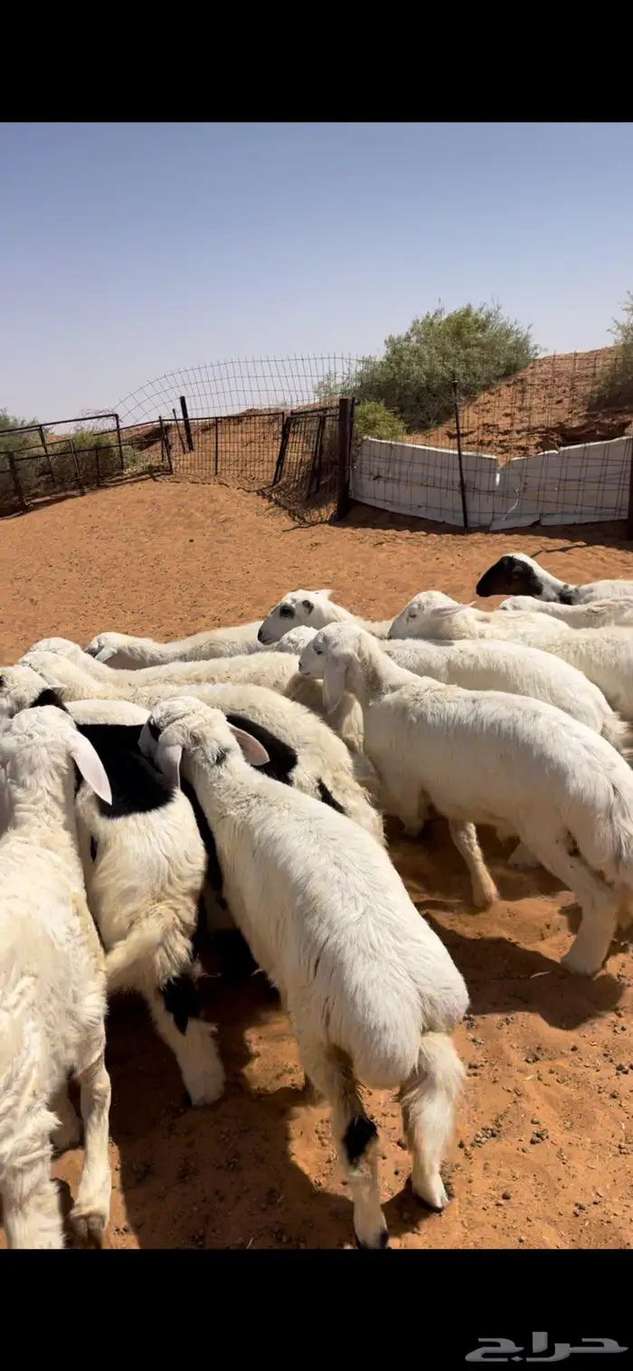 عرضين هرافى طيبه 3