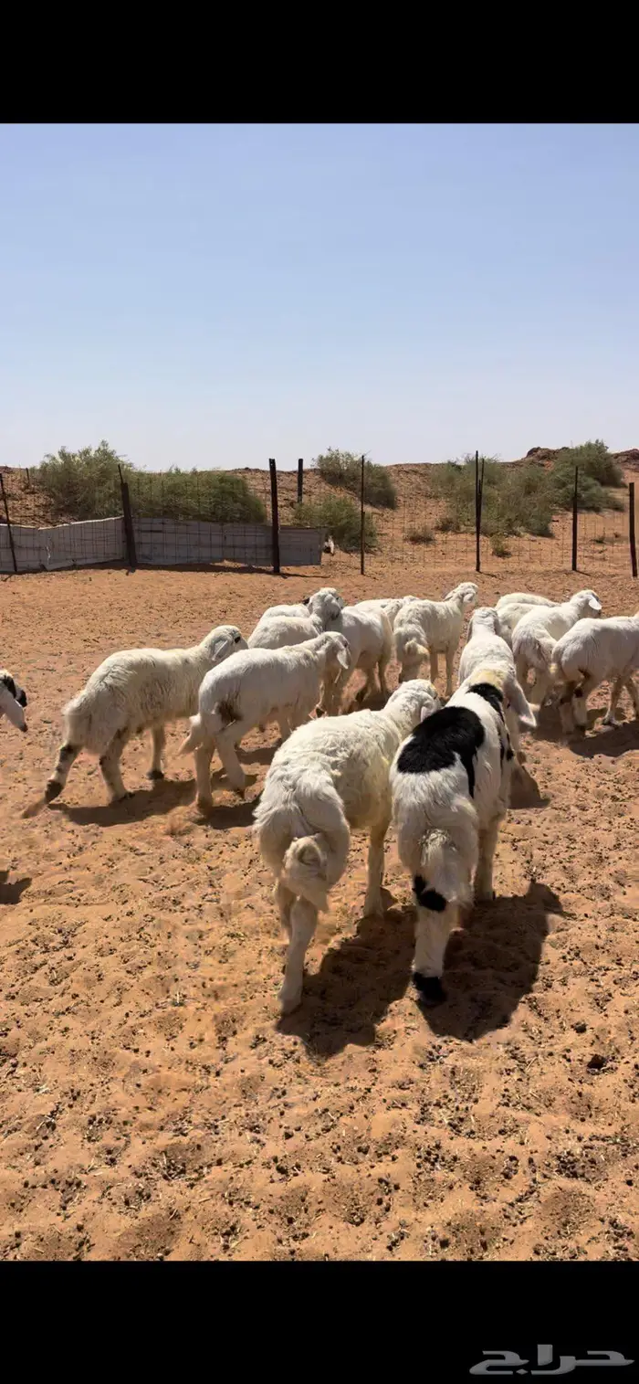 عرضين هرافى طيبه 2