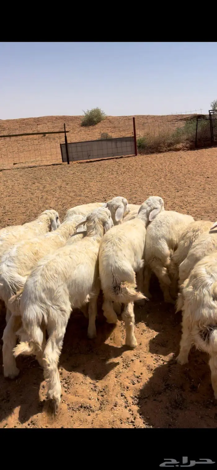 عرضين هرافى طيبه 6