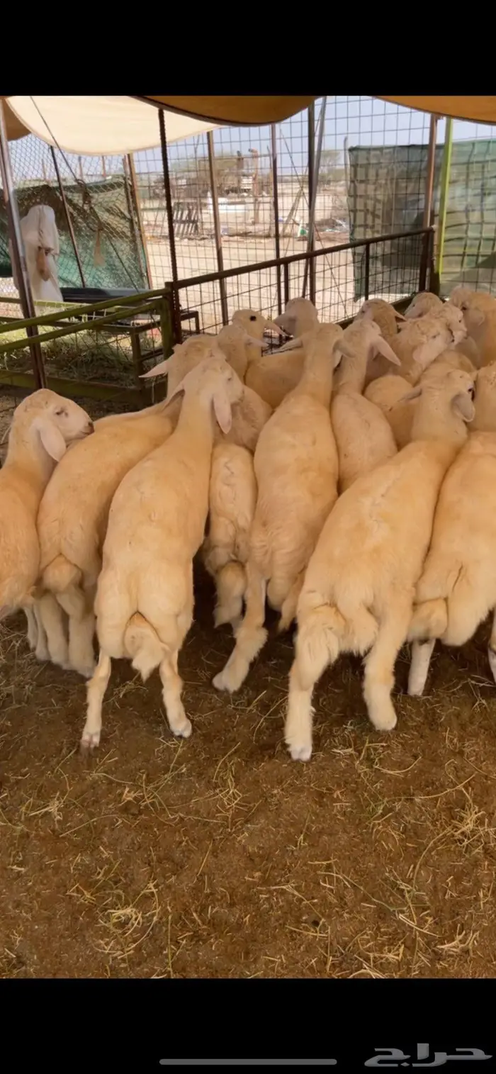 عرض فاخر للمناسبات ذبايح طليان سمان لحم وشحم 1