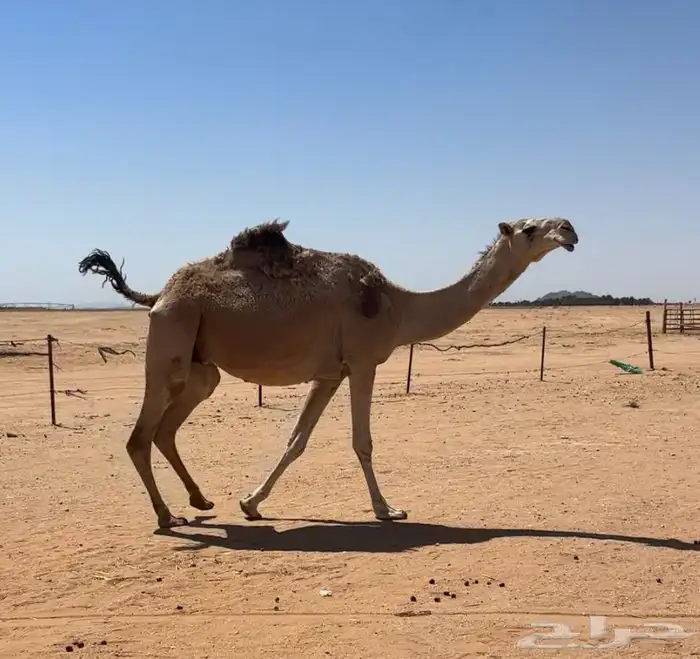 لقحه شقحاء 1