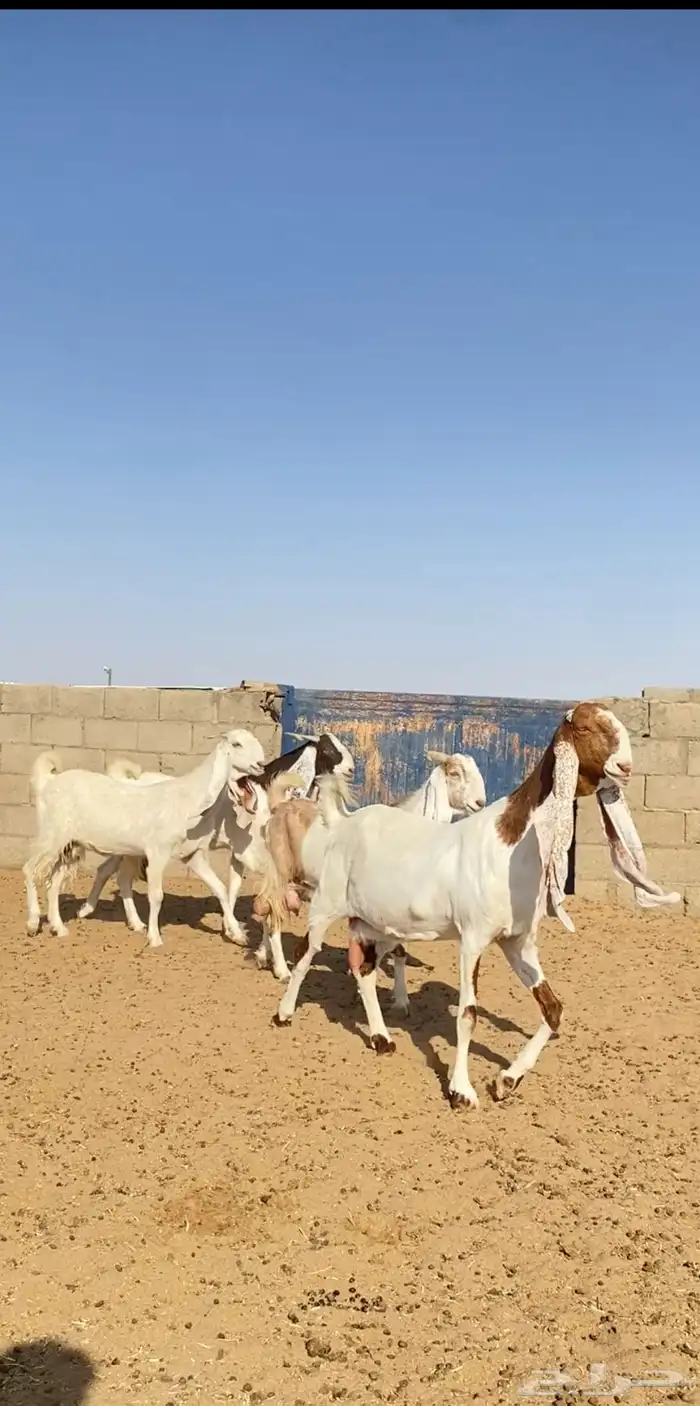 معزا مشاريك جروم فاخره 1
