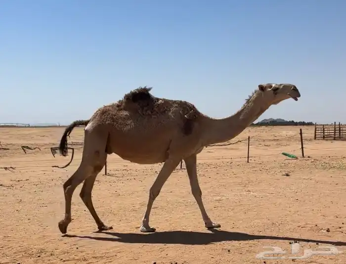 لقحه شقحاء 0